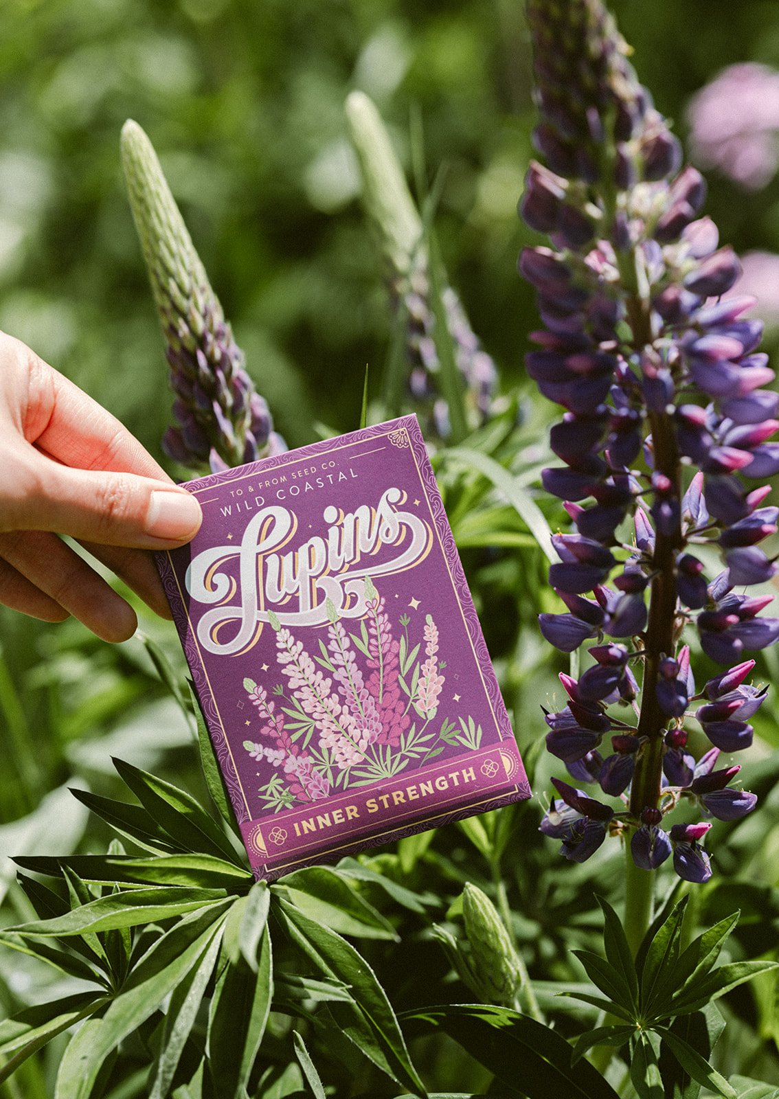 Wild Coastal Lupins Seed Packet - Inner Strength (To & From Seed Co)