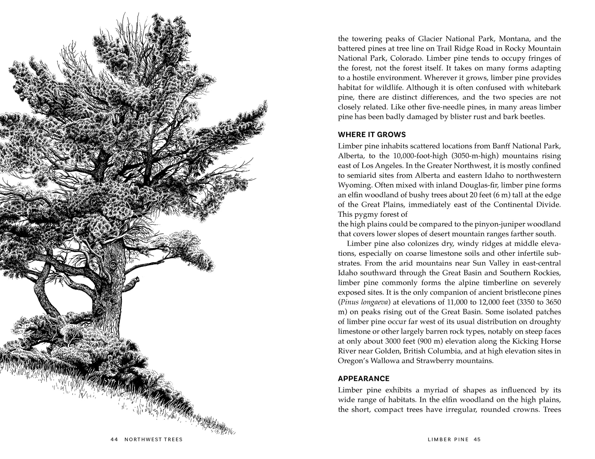 Northwest Trees (2nd Edition) - Stephen F. Arno & Ramona P. Hammerly