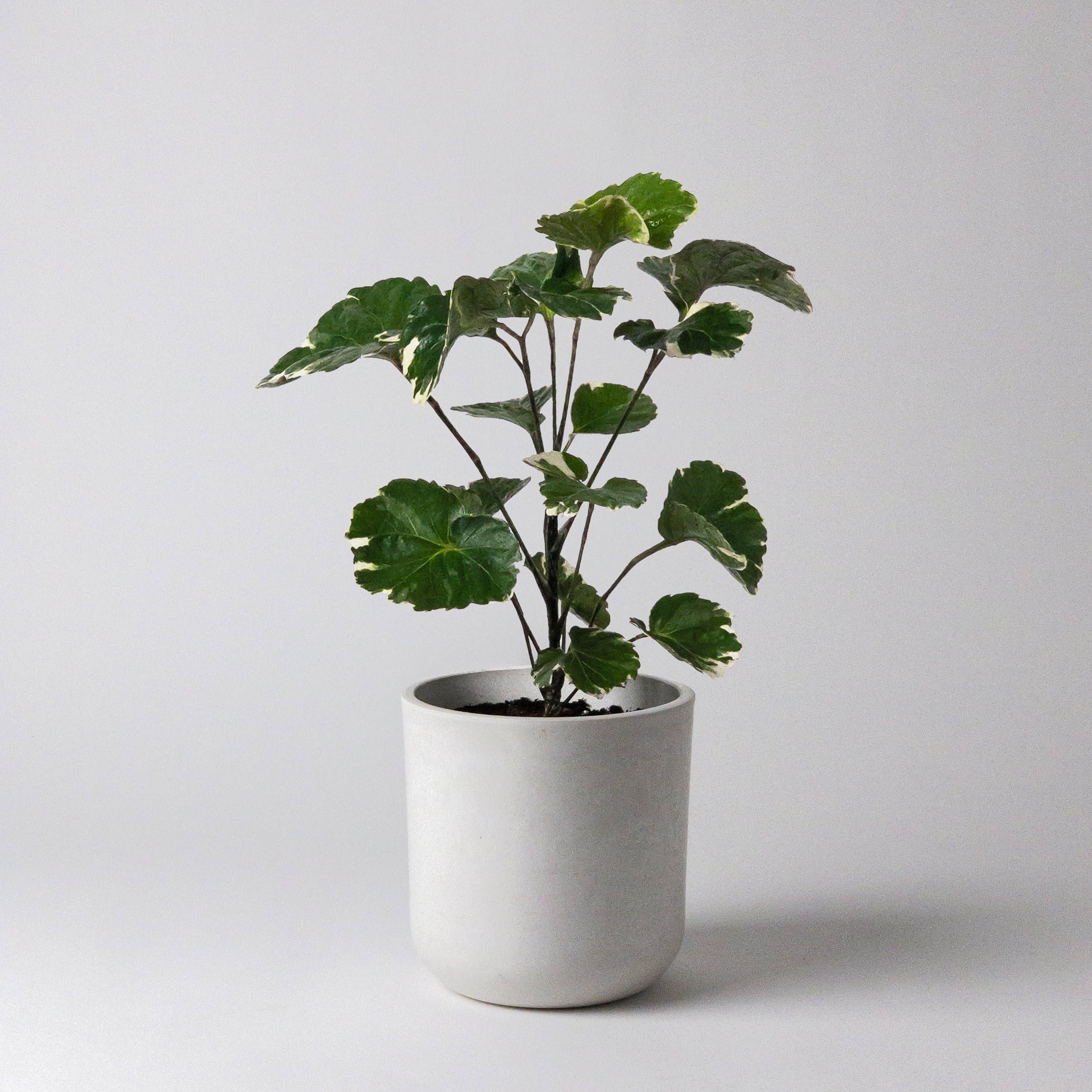 Kanso Designs - 4" Signature Stone Planter Pot