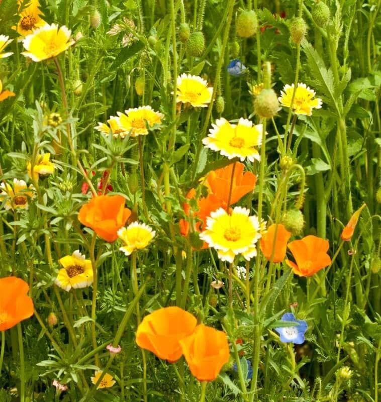 Local Bee Blend Wildflower Seed Pack W/pin from East Van Bees