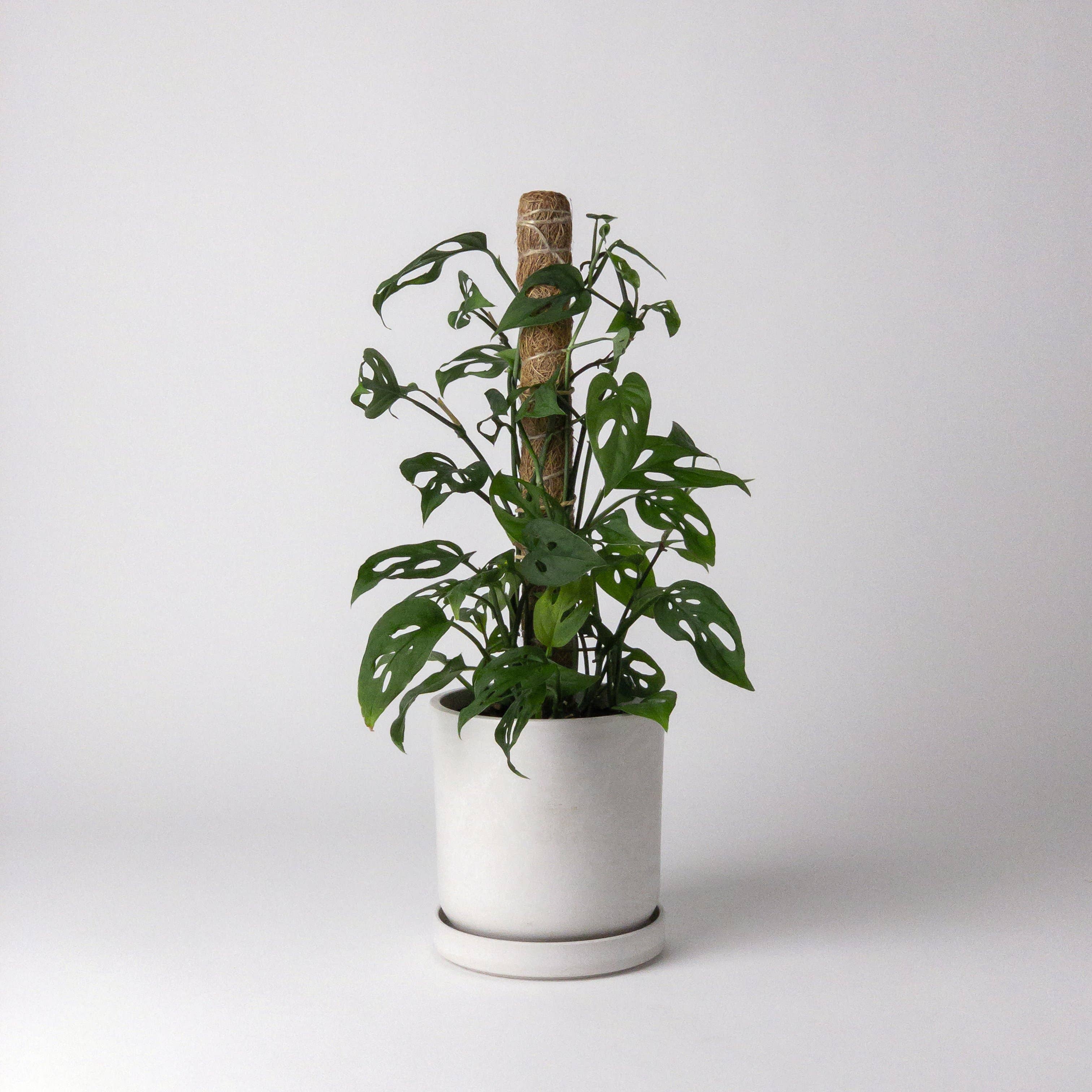 Kanso Designs - 4" Signature Stone Planter Pot
